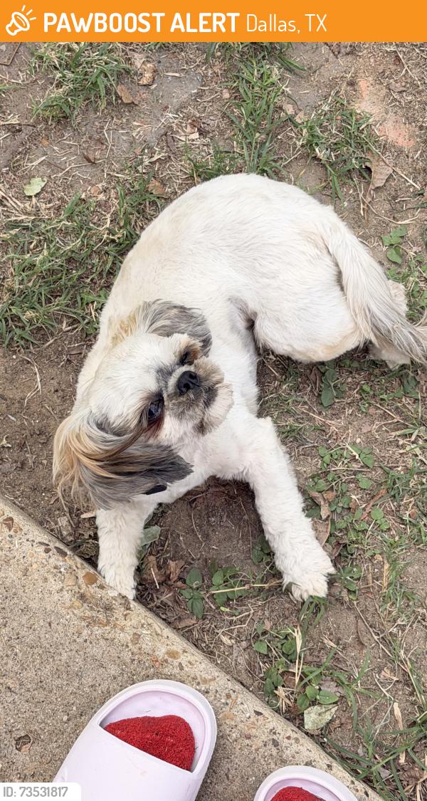 Found/Stray Female Dog last seen murdock rd, Dallas, TX 75217