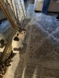 Reunited Female Cat last seen Avera Heart hosp, Sioux Falls, SD 57108