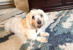 Lost Male Dog last seen Inside St.Ives Country Club, Duluth, GA 30097