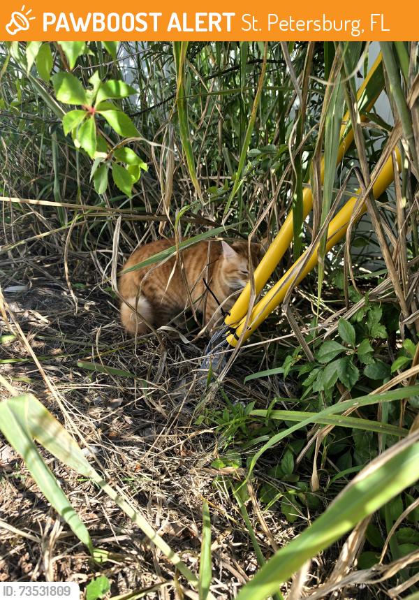 Found/Stray Unknown Cat last seen 11th ave N and 4th st N, St. Petersburg, FL 33713
