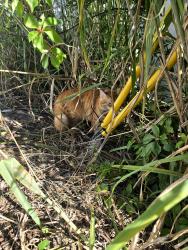Found/Stray Unknown Cat last seen 11th ave N and 4th st N, St. Petersburg, FL 33713