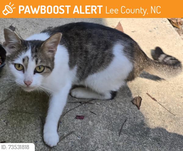 Found/Stray Female Cat last seen Lemon Springs Firestation #1, Lee County, NC 27332