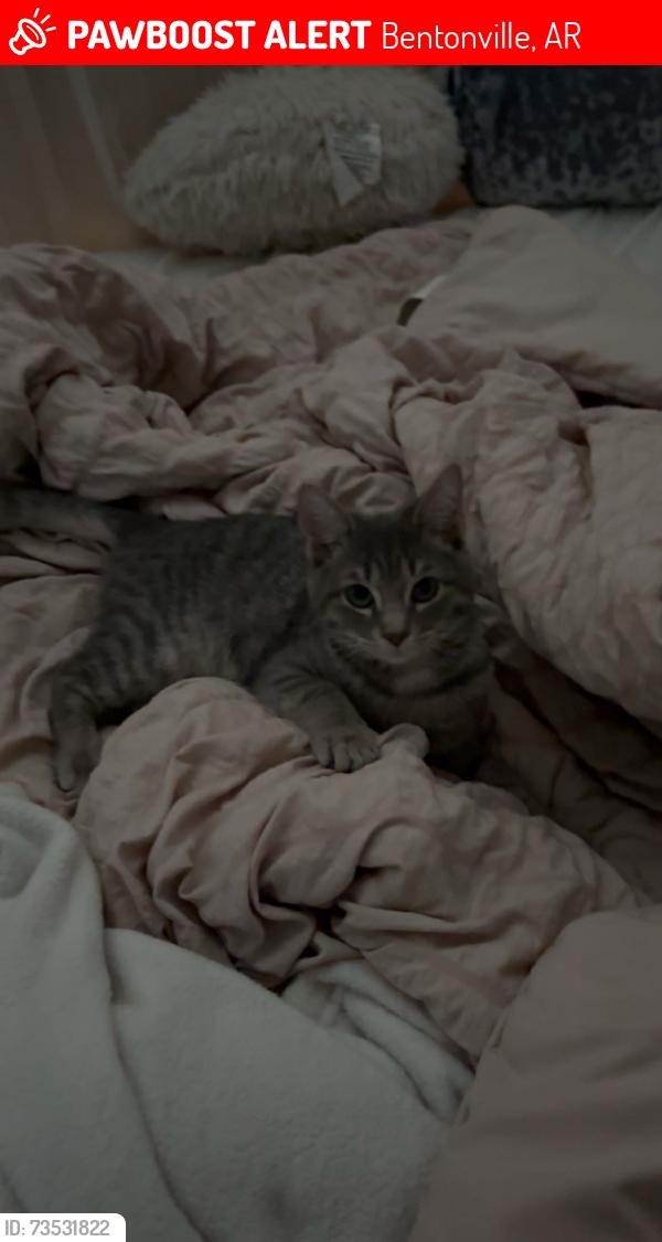 Lost Female Cat last seen Willowbrook elementary, Bentonville, AR 72713