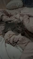 Lost Female Cat last seen Willowbrook elementary, Bentonville, AR 72713