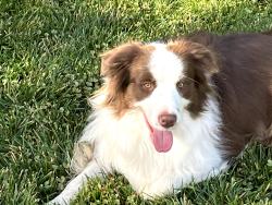 Found/Stray Unknown Dog last seen Near Farragut Drive, Fremont, CA 94539