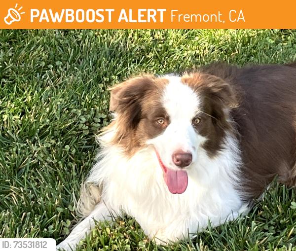 Found/Stray Unknown Dog last seen Near Farragut Drive, Fremont, CA 94539