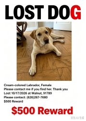 Lost Female Dog last seen Near grand ave，Walnut CA 91789, Walnut, CA 91789