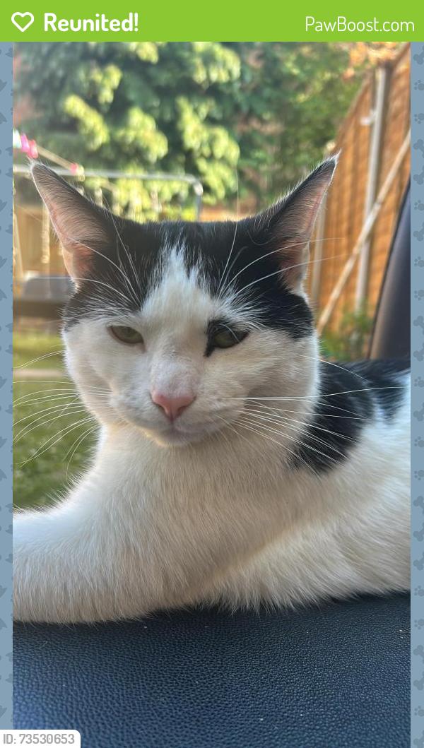 Reunited Male Cat last seen Asda Slough, Berkshire, England SL1 9DD