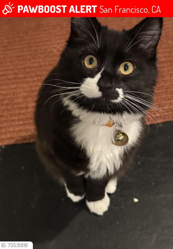 Lost Male Cat last seen 12th Ave & Moraga, San Francisco, CA 94122