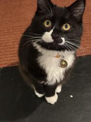 Lost Male Cat last seen 12th Ave & Moraga, San Francisco, CA 94122