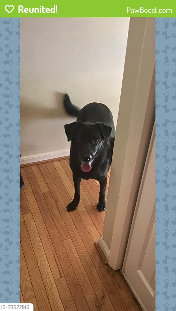 Reunited Female Dog last seen Fern leaf Ave and mlk jr hwy, Capitol Heights, MD 20743