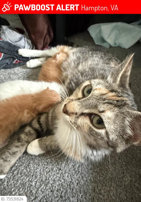 Lost Female Cat last seen Foxhill, Hampton, VA 23669