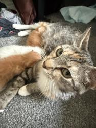 Lost Female Cat last seen Foxhill, Hampton, VA 23669