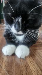 Lost Male Cat last seen Wildwood Rd Carlisle Pa, Carlisle, PA 17013