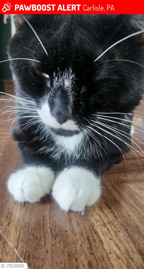 Lost Male Cat last seen Wildwood Rd Carlisle Pa, Carlisle, PA 17013