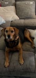 Lost Female Dog last seen By Norwood neighborhood in clayton, Clayton, NC 27527