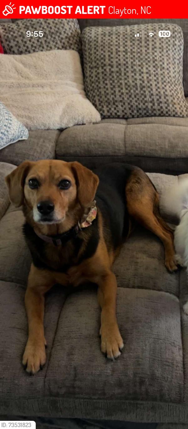 Lost Female Dog last seen By Norwood neighborhood in clayton, Clayton, NC 27527