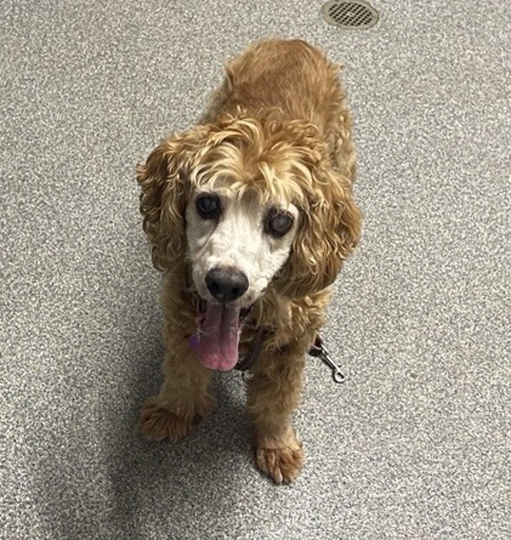 Shelter Stray Male Dog last seen Near N Fig Street, Escondido, CA, 92025, Escondido, CA 92027, USA