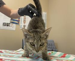 Shelter Stray Female Cat last seen Near N Coast Highway Street, Oceanside, CA, 92054, Oceanside, CA 92058, USA