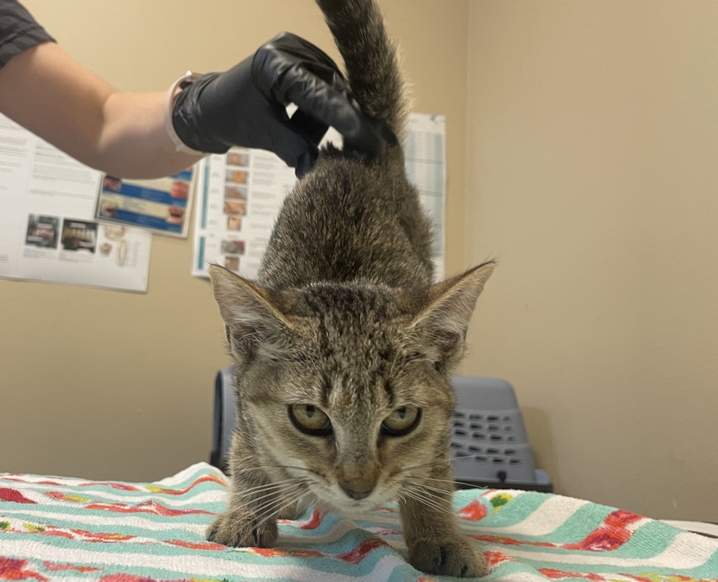 Shelter Stray Female Cat last seen Near N Coast Highway Street, Oceanside, CA, 92054, Oceanside, CA 92058, USA