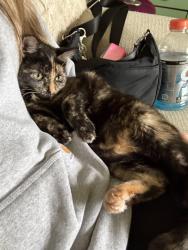 Reunited Female Cat last seen 210th St W, Lakeville, MN 55044, USA, Lakeville, MN 55044