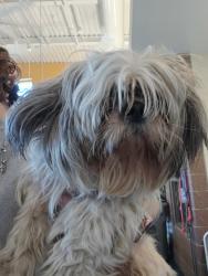 Shelter Stray Female Dog last seen Huron Street, PONTIAC, MI, 48341, 1200 N Telegraph Building 42E, Pontiac, MI 48340, USA