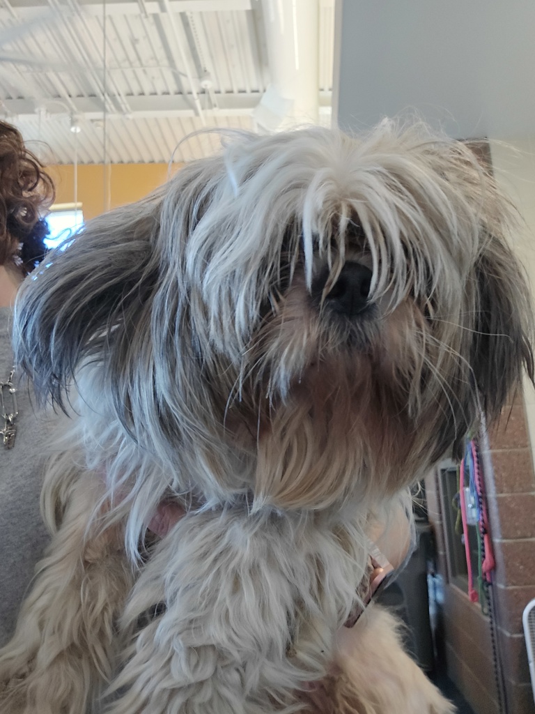 Shelter Stray Female Dog last seen Huron Street, PONTIAC, MI, 48341, 1200 N Telegraph Building 42E, Pontiac, MI 48340, USA
