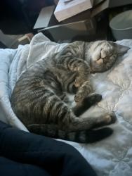Shelter Stray Female Cat last seen W. Dunlop St, San Diego, CA, 92111, 5500 Gaines St, San Diego, CA 92110, USA