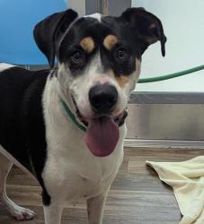 Shelter Stray Female Dog last seen Near Midvale Drive, San Diego, CA, 92105, 5500 Gaines St, San Diego, CA 92110, USA