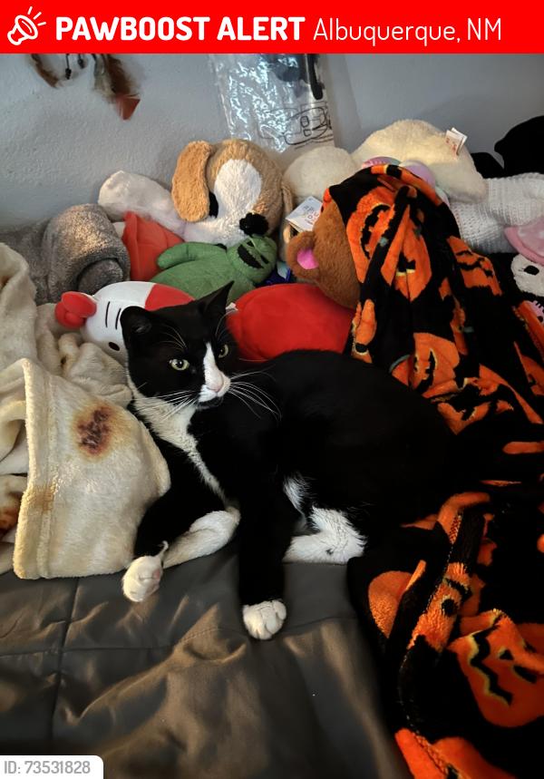 Lost Male Cat last seen Woodmont, Cambrils, Albuquerque, NM 87114