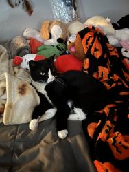 Lost Male Cat last seen Woodmont, Cambrils, Albuquerque, NM 87114