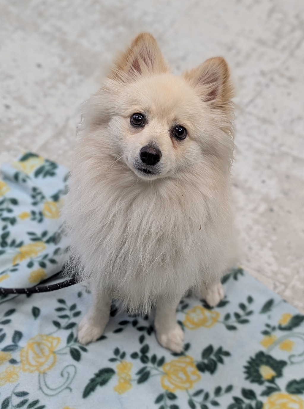 Shelter Stray Male Dog last seen Near W 800 S, SALT LAKE CITY, UT, 84104, 511 W 3900 S, Salt Lake City, UT 84123, USA