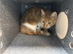 Shelter Stray Female Cat last seen Near Crotona Park Avenue, BRONX, NY, 10460, 326 E 110th St, New York, NY 10029, USA