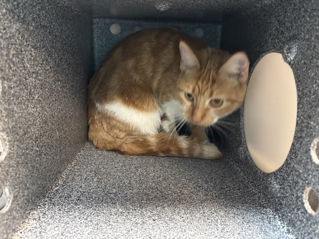 Shelter Stray Female Cat last seen Near Crotona Park Avenue, BRONX, NY, 10460, 326 E 110th St, New York, NY 10029, USA