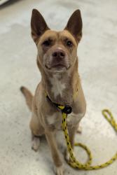 Shelter Stray Female Dog last seen Near W Douglas Corrigan Way, SALT LAKE CITY, UT, 84116, 511 W 3900 S, Salt Lake City, UT 84123, USA