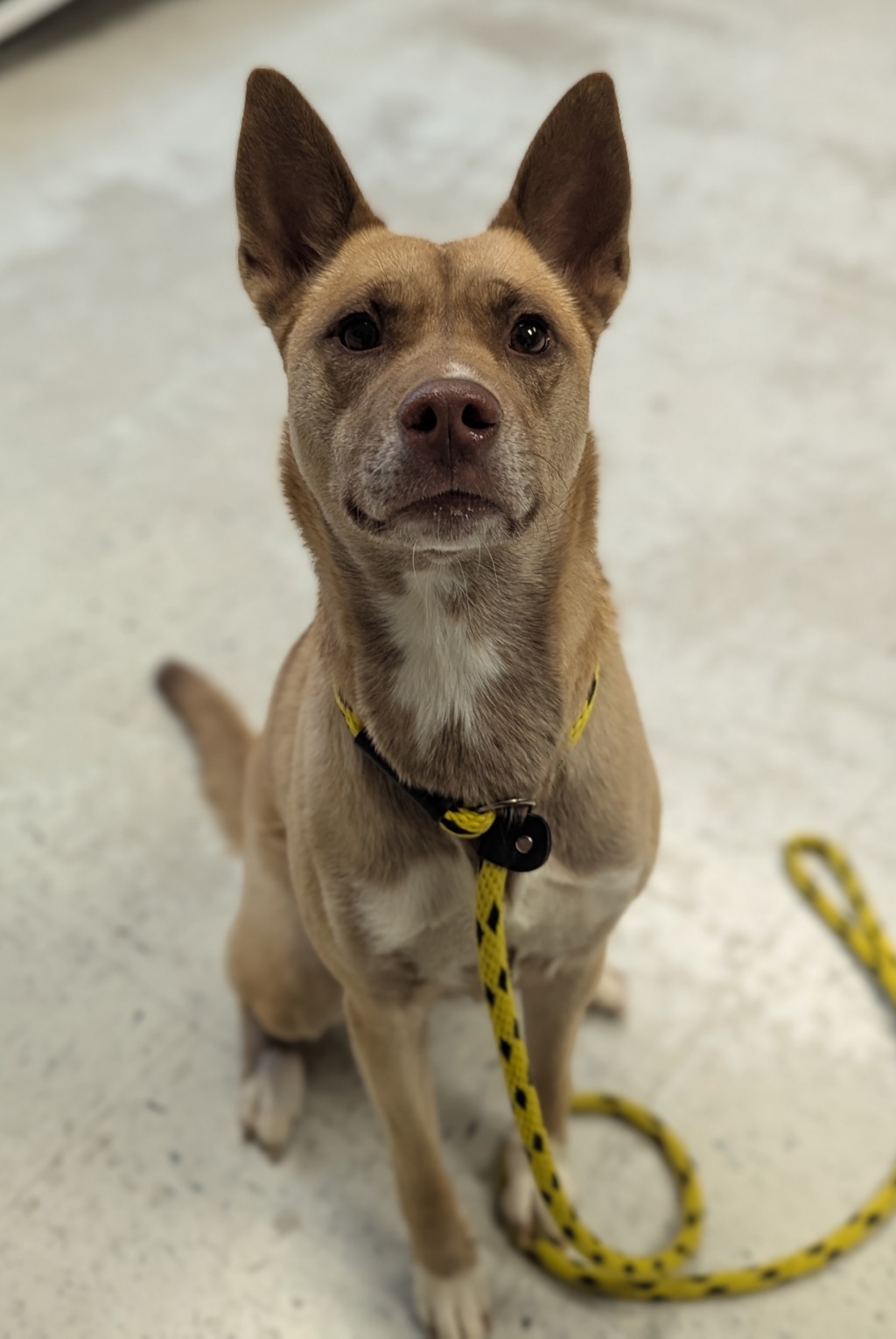 Shelter Stray Female Dog last seen Near W Douglas Corrigan Way, SALT LAKE CITY, UT, 84116, 511 W 3900 S, Salt Lake City, UT 84123, USA