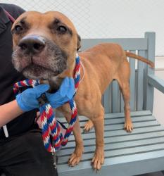 Shelter Stray Male Dog last seen Near Paulding Avenue, BRONX, NY, 10469, 326 E 110th St, New York, NY 10029, USA