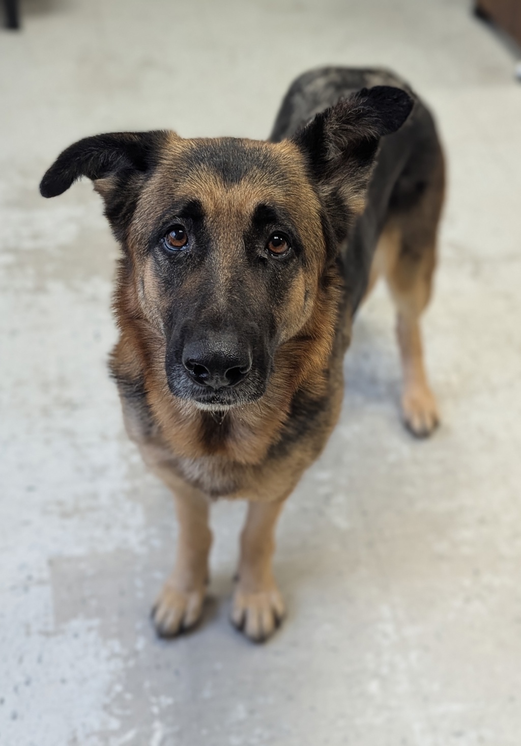 Shelter Stray Female Dog last seen Near W 4220 W, Kearns Township, UT, 84118, 511 W 3900 S, Salt Lake City, UT 84123, USA