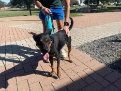 Shelter Stray Female Dog last seen Near Cameron Road, AUSTIN, TX, 78754, 7201 Levander Loop bldg a, Austin, TX 78702, USA