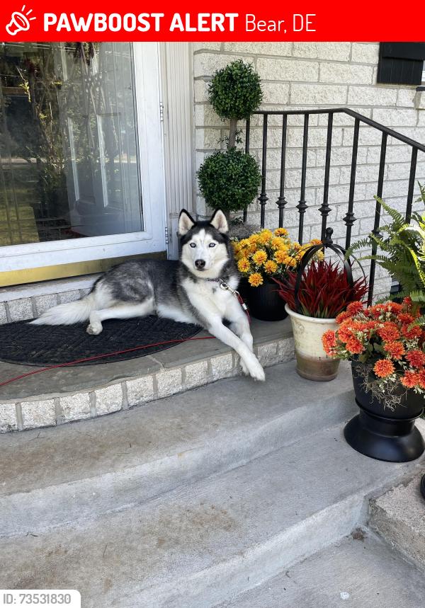 Lost Female Dog last seen Bear Corbitt Road and Red Lion Road, Bear, DE 19701