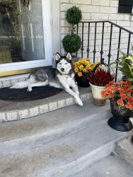Lost Female Dog last seen Bear Corbitt Road and Red Lion Road, Bear, DE 19701