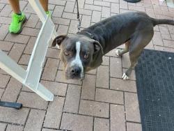 Shelter Stray Male Dog last seen Concho Street, AUSTIN, TX, 78722, 7201 Levander Loop bldg a, Austin, TX 78702, USA