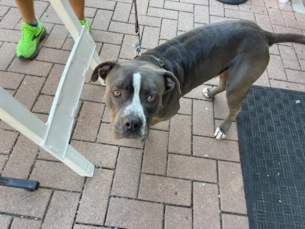 Shelter Stray Male Dog last seen Concho Street, AUSTIN, TX, 78722, 7201 Levander Loop bldg a, Austin, TX 78702, USA