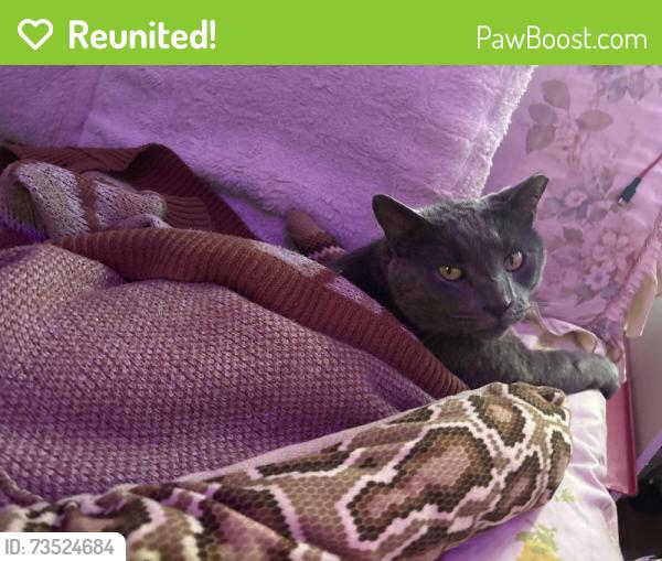 Reunited Male Cat last seen South east side of Quantum apmts. Gravel parking lot off Conradi Street., Tallahassee, FL 32304