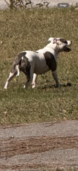 Found/Stray Male Dog last seen Dayton blvd, Red Bank, TN 37415