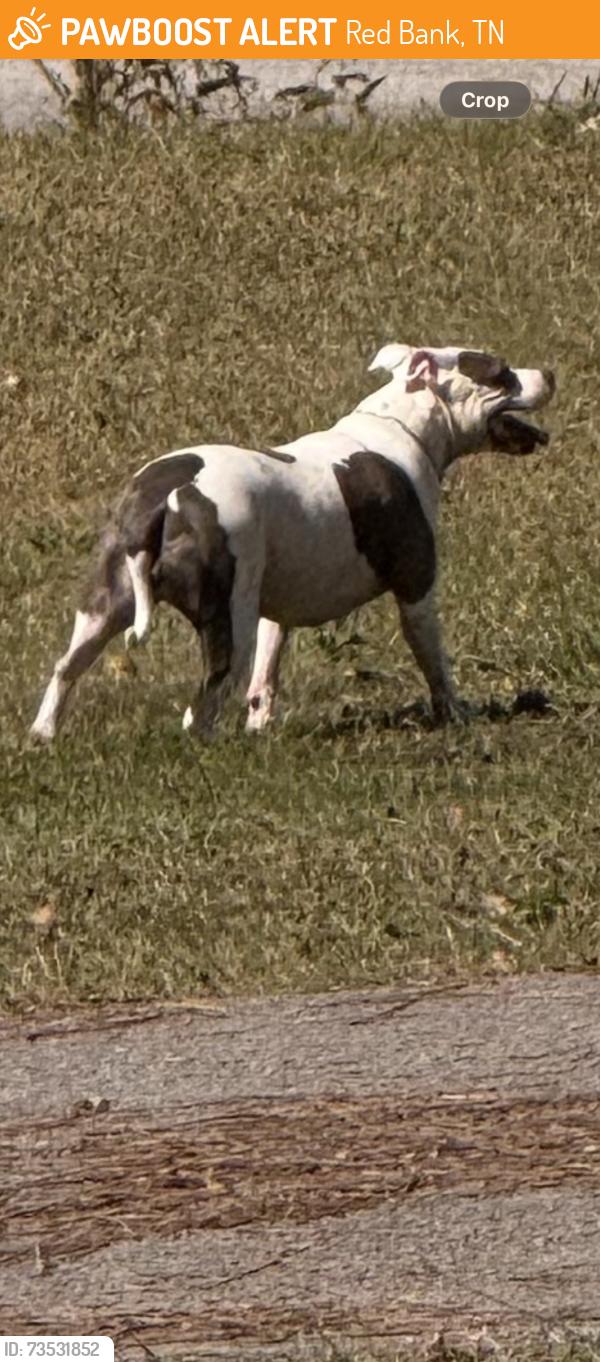 Found/Stray Male Dog last seen Dayton blvd, Red Bank, TN 37415