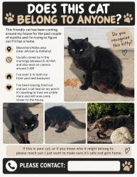 Found/Stray Unknown Cat last seen Sw anthony and sw johnson by reedville elementary, Aloha, OR 97003