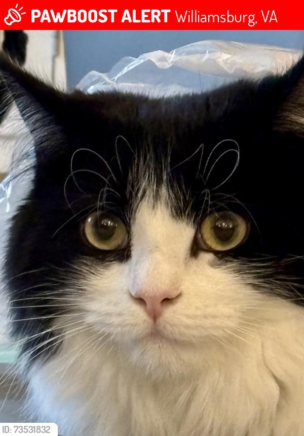 Lost Female Cat last seen Near Penzance Pl, Williamsburg, VA 23188