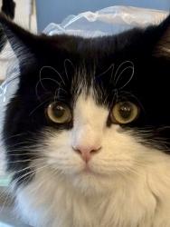 Lost Female Cat last seen Near Penzance Pl, Williamsburg, VA 23188