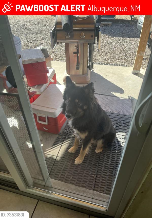 Lost Male Dog last seen Coors blvd, Albuquerque, NM 87121